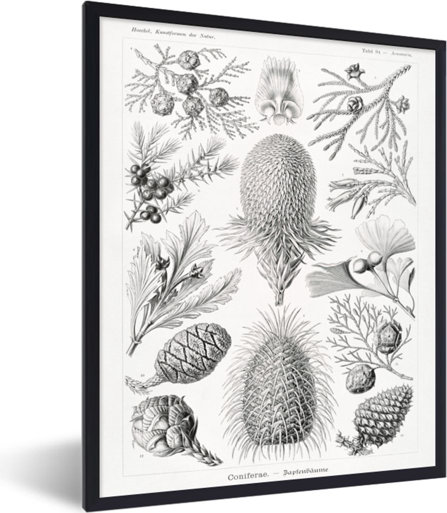 MuchoWow Gerahmtes Poster Koniferen - Ernst Haeckel - Kunst - Retro - Illustration - Natur 60x80 cm - Poster mit Schwarzem Bilderrahmen Wandposte...