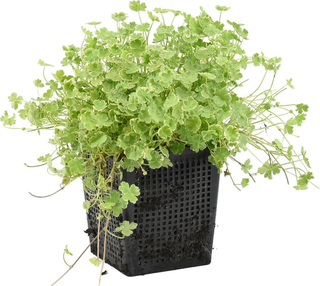 Bloomique - Hydrocotyle Variegata - Hydrocotyle panachée - Image du produit 