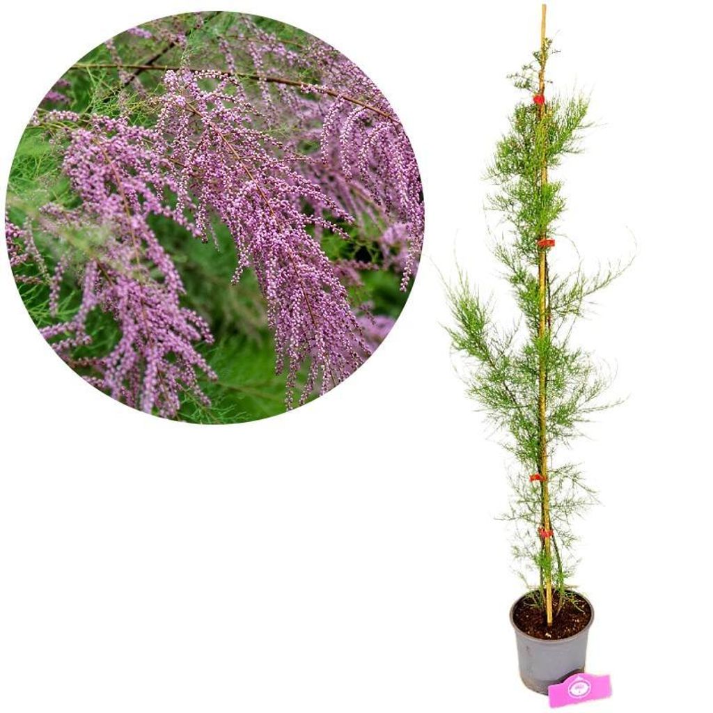 Tamarix tetandra, Tamariske, Höhe 80–100 cm, 2-Liter-Topf Produktbild 