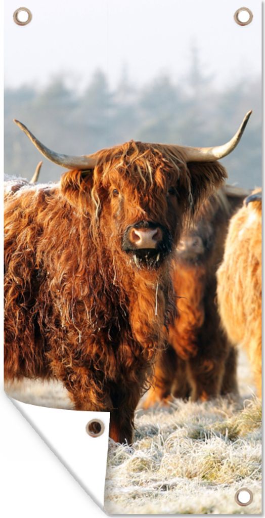 MuchoWow 40x80 cm Outdoor-Poster Gartendeko Sichtschutz Garten Poster für den Garten Schottische Highlander - Schnee - Wald