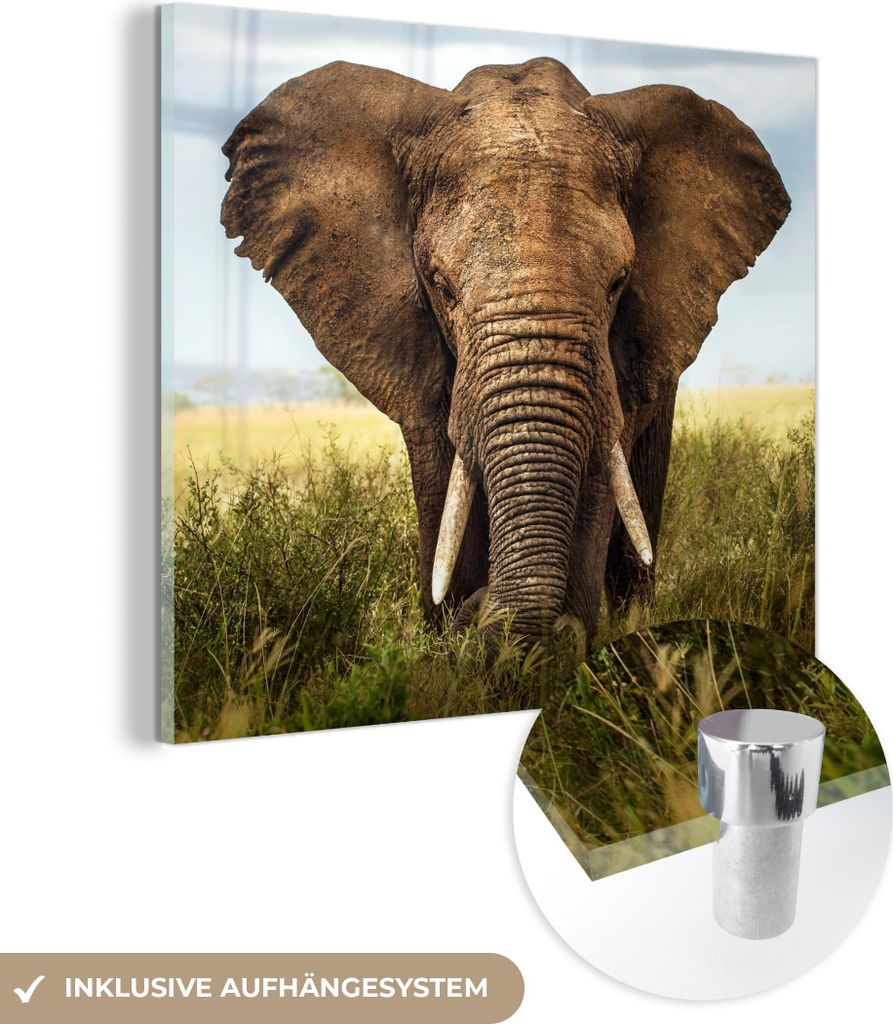 MuchoWow Glasbilder - Bilder auf Wandbild - Foto auf Glas Afrikanischer Elefant Vorderansicht 90x90 cm Wanddekoration aus Glas - Acrylglasbild - Ac...