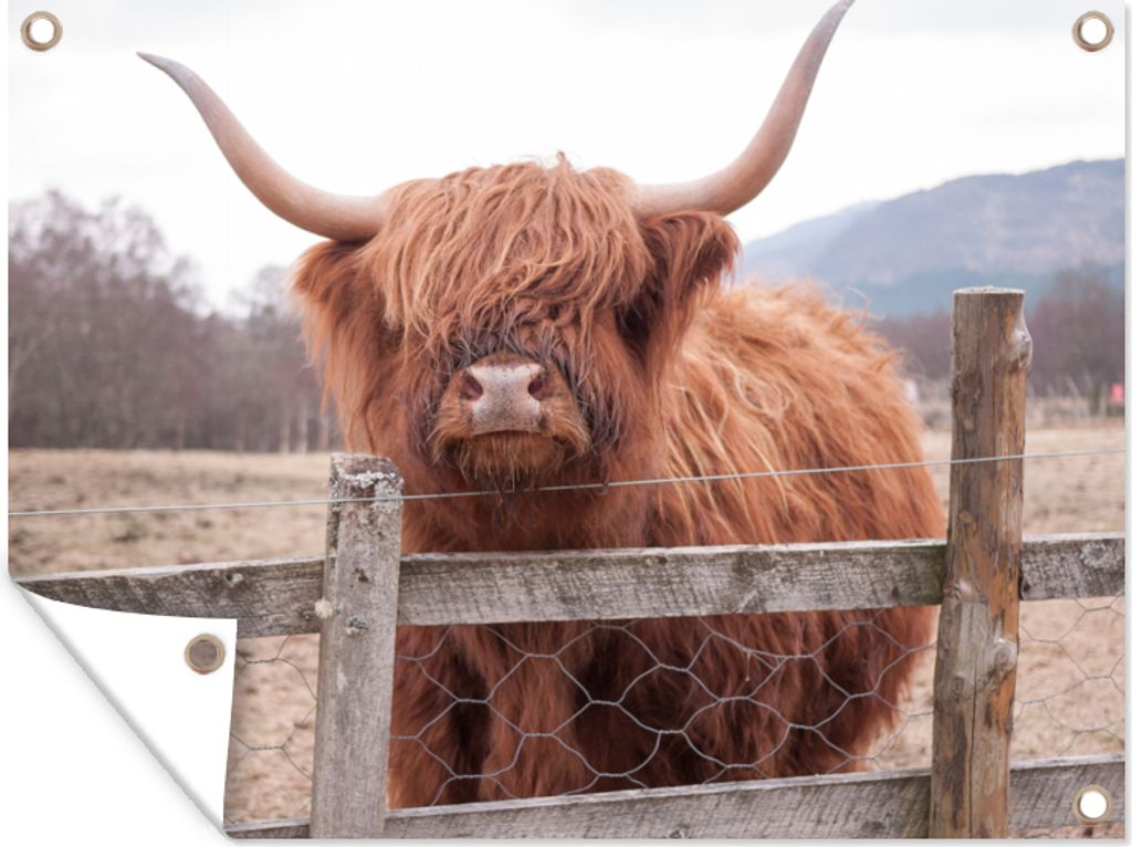 MuchoWow 80x60 cm Outdoor-Poster Gartendeko Sichtschutz Garten Poster für den Garten Scottish Highlander - Gras - Zaun