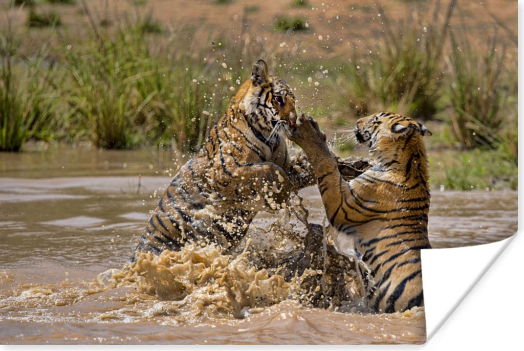 MuchoWow Poster Junge Tiger spielen im Wasser 120x80 cm - Bilder