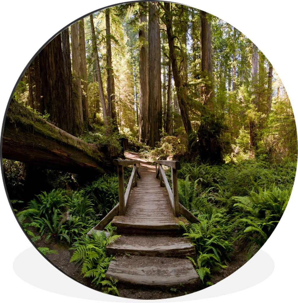 MuchoWow Aluminium Wandkreis Dschungel - Natur - Treppe - Bäume Ø 90 cm Wanddeko Modern Wohnzimmer - Mauerkreis - Wandbilder - Runde Bild - Bil...