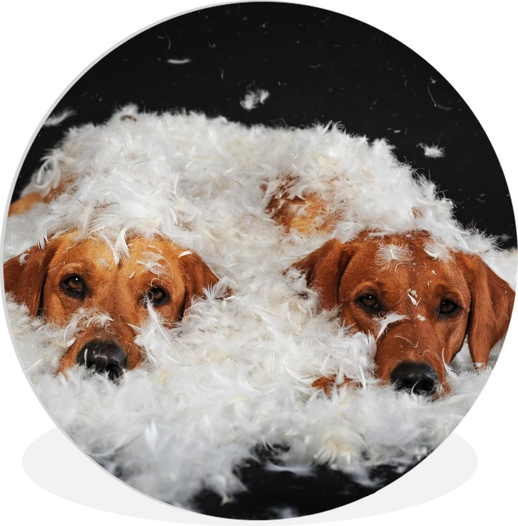 MuchoWow Rundes Wandbild - Runde Bilder Versteckte Labradore zwischen den Federn Ø 90 cm Kreis Wanddekoration Kunststoff - Wandkreis - Wandschmu...