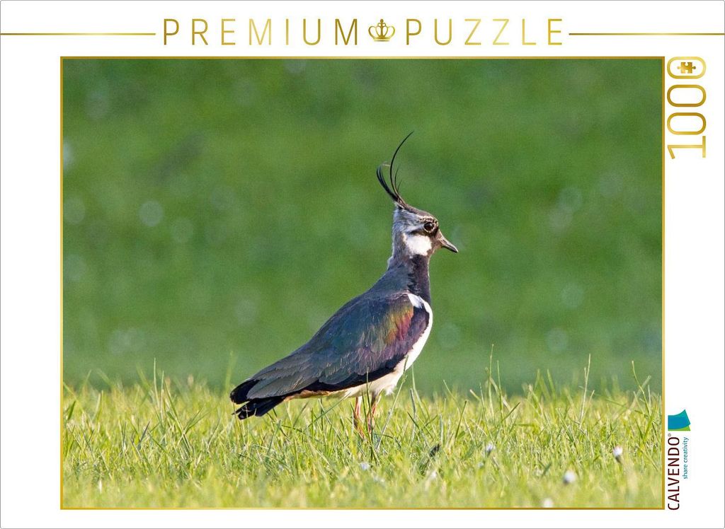 CALVENDO Puzzle Kiebitz auf einer Wiese | 1000 Teile Lege-Größe 64x48cm Foto-Puzzle für glückliche Stunden