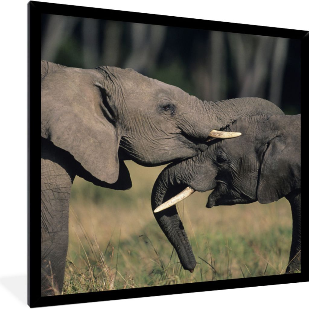 MuchoWow Gerahmtes Poster Fließende Elefanten 40x40 cm - Poster mit Schwarzem Bilderrahmen Wandposter Rahmen Foto Bilder - Mit Rahmen - Wanddeko...