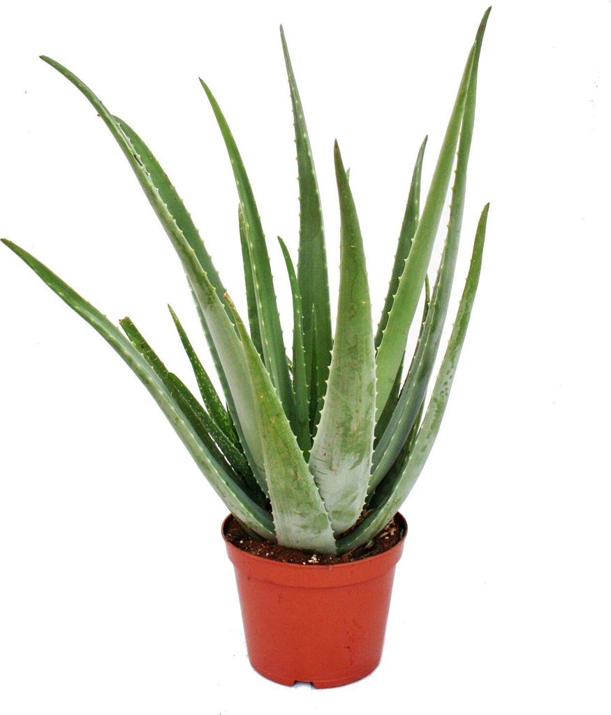Aloe Vera – ca. 7–8 Jahre alt – 21-cm-Topf, große und sehr alte Pflanze