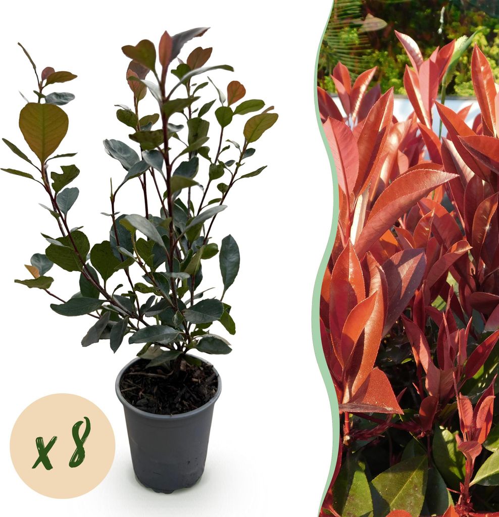 GreenboutiQ - Heckenpflanzen - Photinia Little Red Robin - Blatt Rot - 8 Pflanzen - 1 Laufmeter - Immergrün - Topf 9cm Höhe 30-35cm