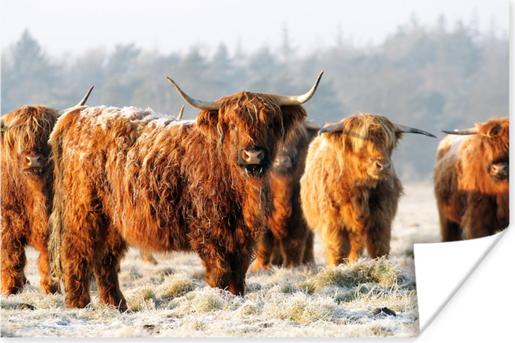 MuchoWow Poster Schottische Hochlandrind - Schnee - Wald 30x20 cm - Plakate - Print