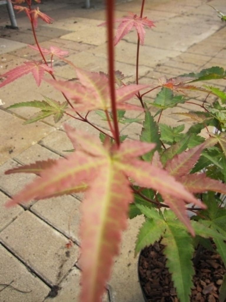 Ahorn palmatum Redwine - Japanischer Fächerahorn 40-60