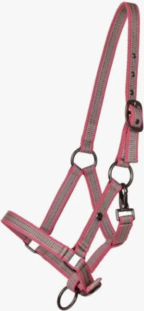 QHP Cavezza Yearling Flamingo FS/25 | Misura Yearling per Giovani Cavalli