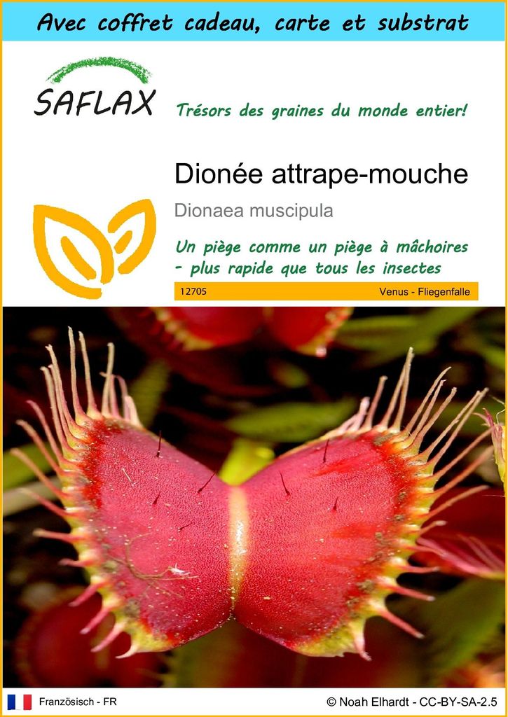 SAFLAX Ensemble-cadeau - Dionée attrape-mouche - 10 graines Image du produit 