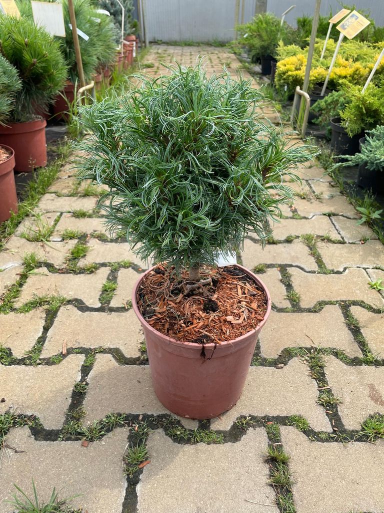 Pinus Strobus Green Twist - Sosna wejmutka C4,5 Zdjęcie produktu 