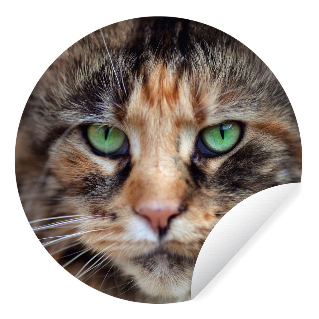 MuchoWow Runde Wandtattoo - Wandsticker Tapete Aufkleber Maine Coon Katze mit grünen Augen Ø 100 cm Selbstklebend und Repositionierbar - Wandau...