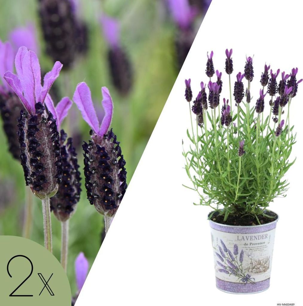 Französischer Lavendel violett im Ziertopf | Set mit 2 Pflanzen | Lavandula stoechas 'Anouk' | Mediterrane Terrassenpflanzen