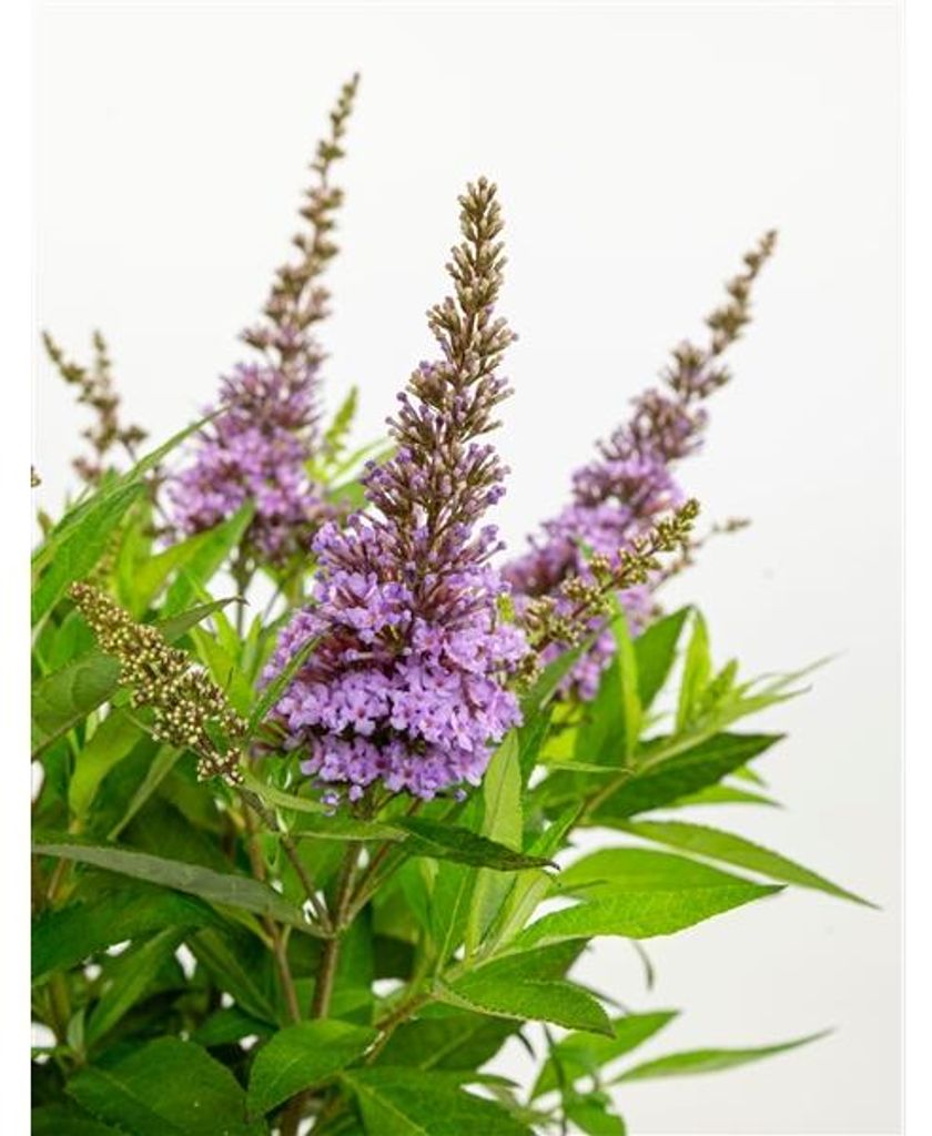 Buddleja dav. Butterfly Candy Little Lila 25-30 cm Produktbild 