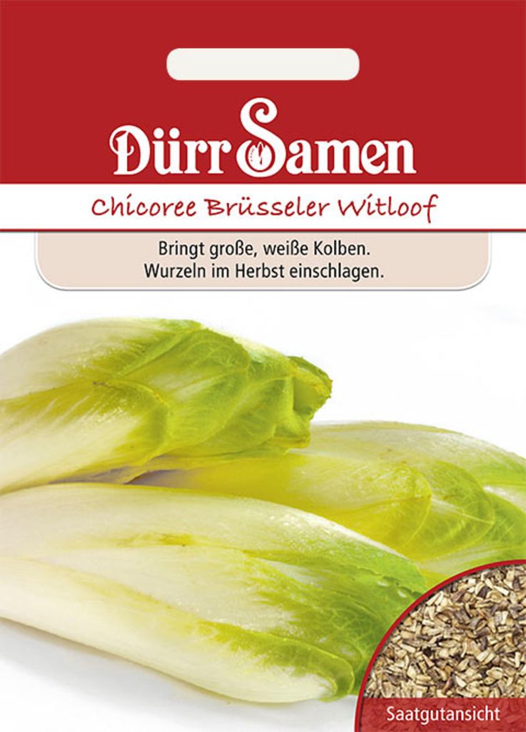 Dürr-Samen - Chicoree Brüsseler Witloof - Saatgut - 0503 Produktbild 