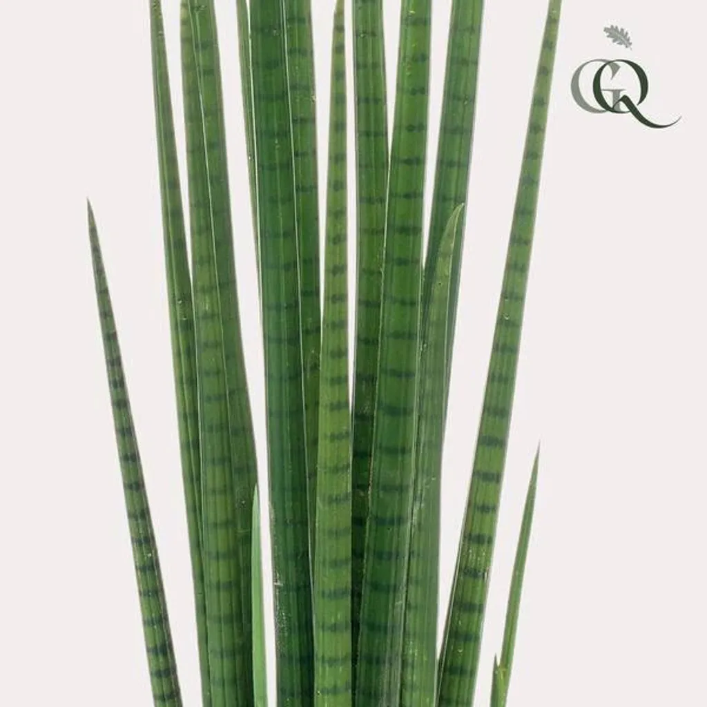 Décoration Bureau Sansevieria Artificielle 70cm - Plante Verte Design