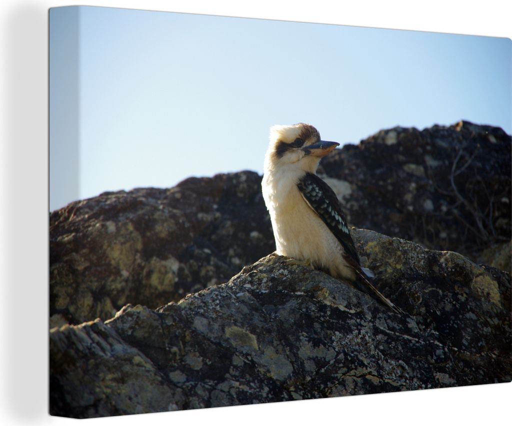 OneMillionCanvasses - Leinwandbilder - 150x100 cm, Ein Kookaburra oder lachender Vogel auf einem Felsen an einem sonnigen Tag, Wandbilder Kunstdr...
