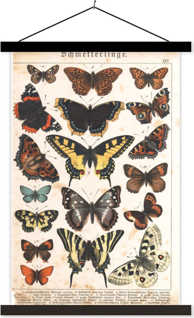 MuchoWow Textilposter Schmetterlinge - Antiquitäten - Insekten - Zeichnung 40x60 cm mit schwarzem Rahmen - Wanddekorationen