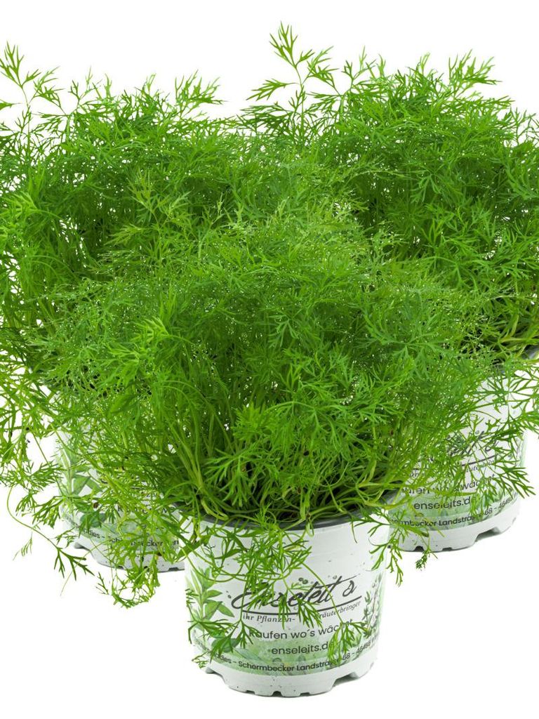 Enseleits 3x Dill Pflanze, Frische Kräuterpflanze (Anethum graveolens) im Doppelpack