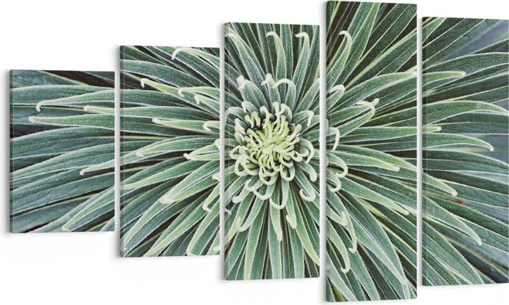 Bild auf Leinwand - Leinwandbild - 5 Teile - Agave Grün Pflanze - 100x60cm - Wand Bild - Wanddeko - Wandbilder - Leinwanddruck - Bilder - Wanddeko...