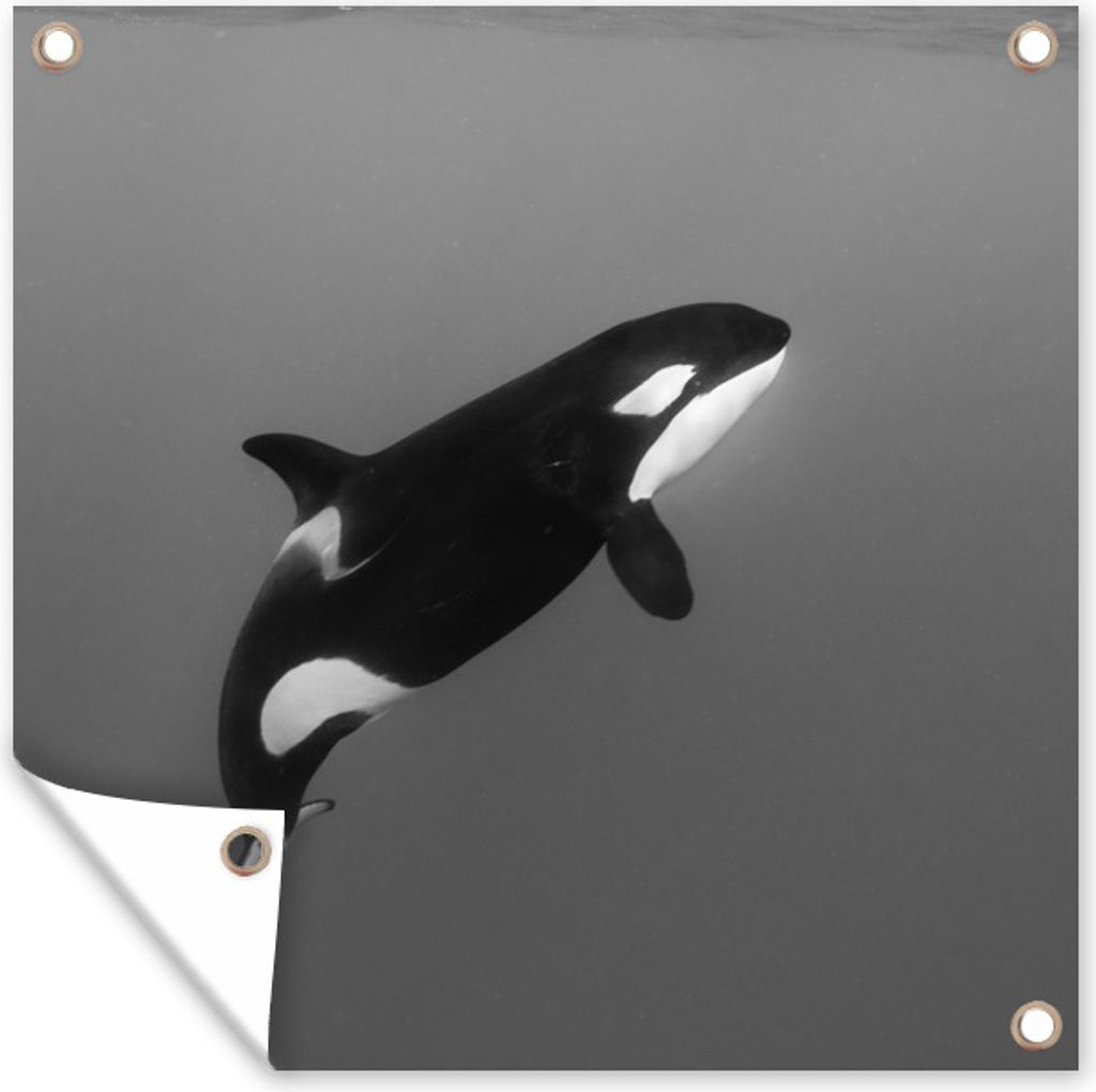 MuchoWow 100x100 cm Outdoor-Poster Gartendeko Sichtschutz Garten Poster für den Garten Orca - Wasser - Tiere