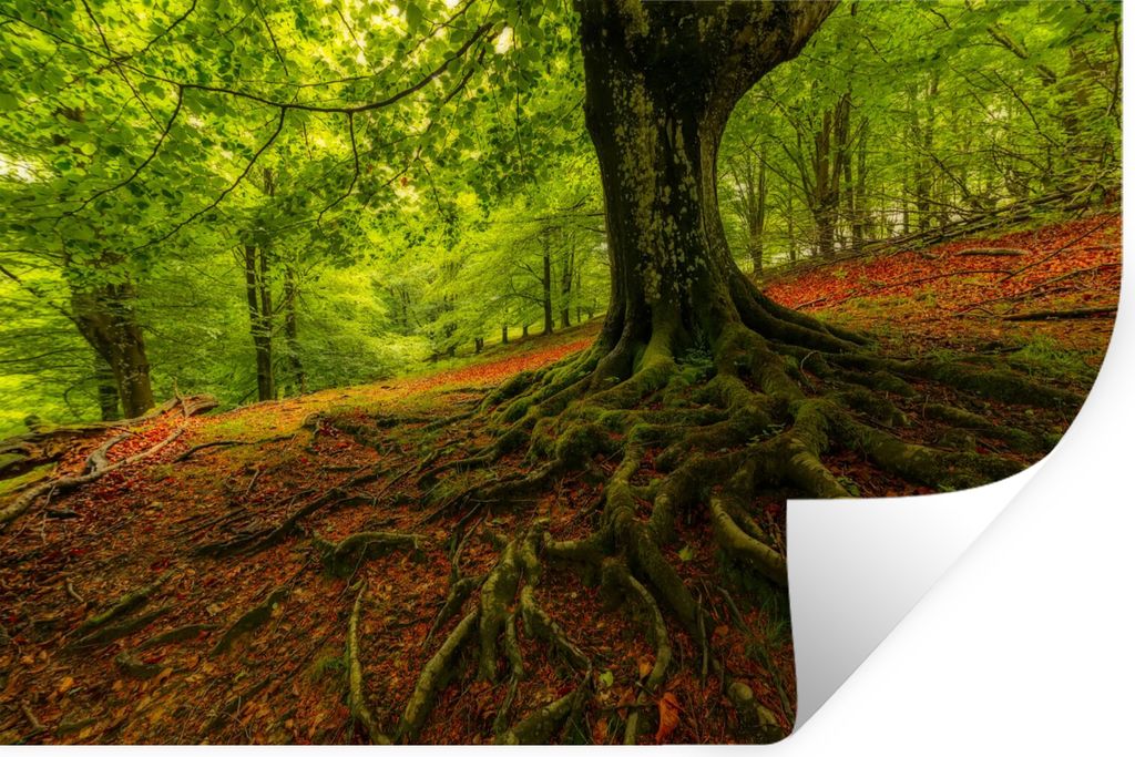 MuchoWow Wandtattoo Wandsticker Wandaufkleber Baum - Wald - Herbstblätter 30x20 cm Selbstklebend und Repositionierbar - Wierderverwendbar - Selb...