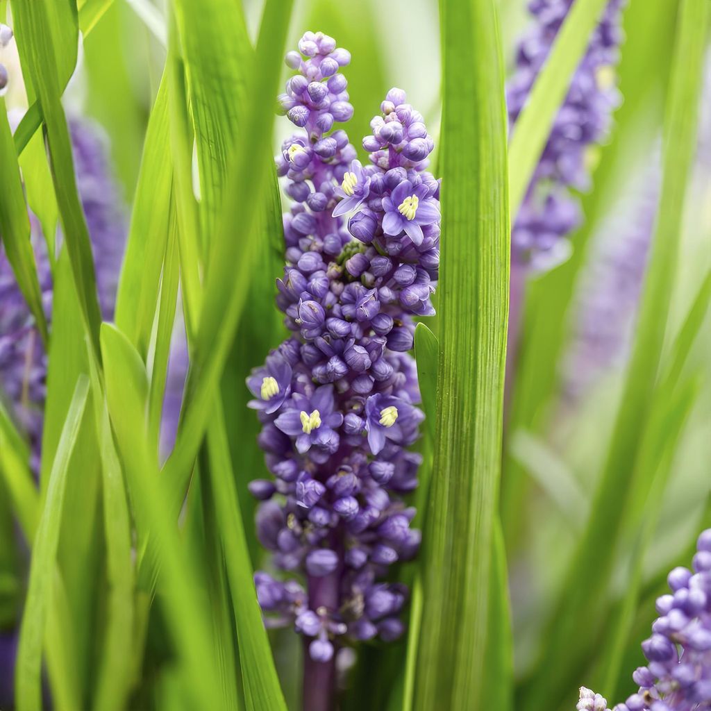Lilientraube Liriope muscari 'Big Blue' – 10-25cm – Ø9cm – 12 Pflanzen – Immergrün, Lila Blüten, Bodendecker, Pflegeleicht, Halbschatten