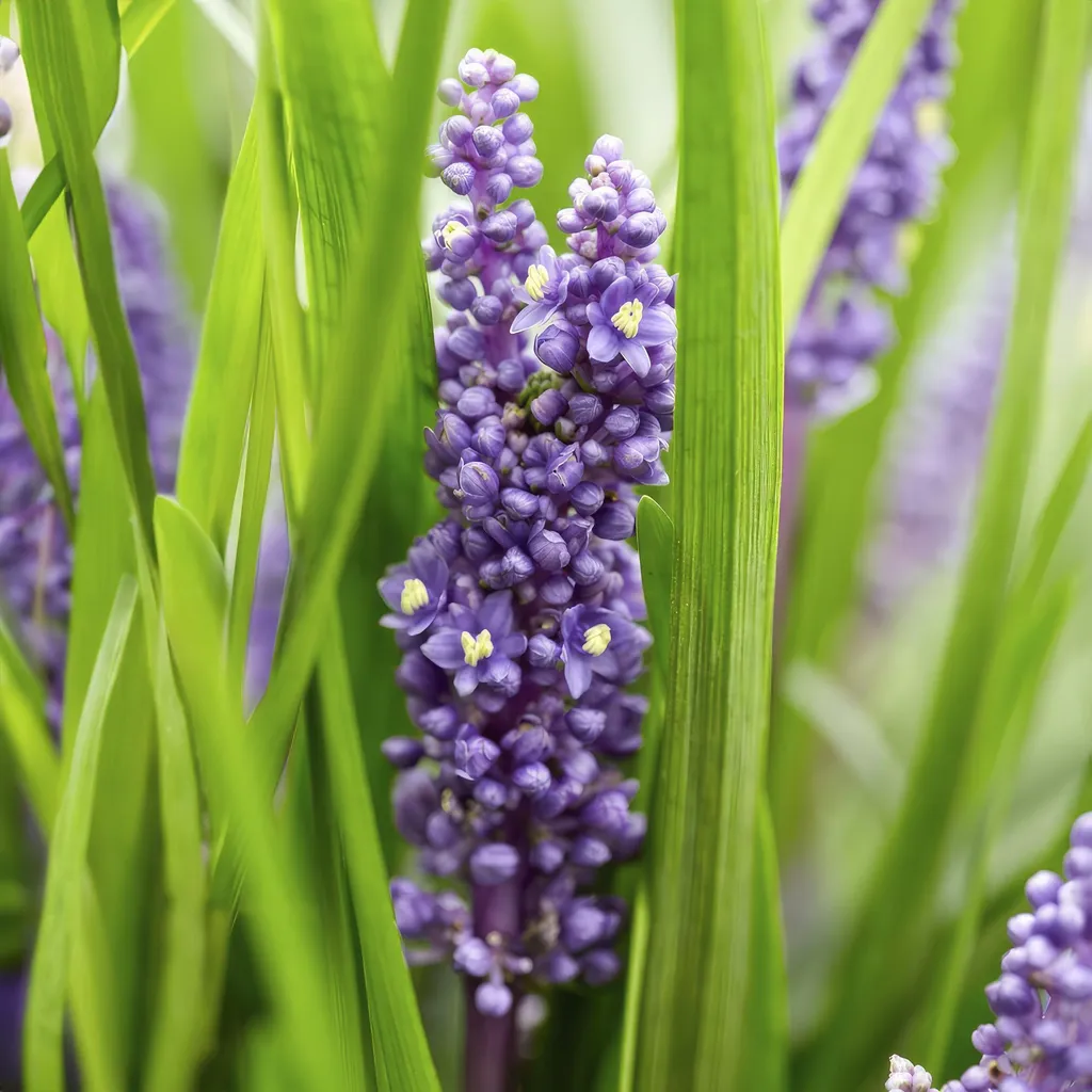 Liriope muscari Big Blue pour zones ombragées - Lot de 6 plantes