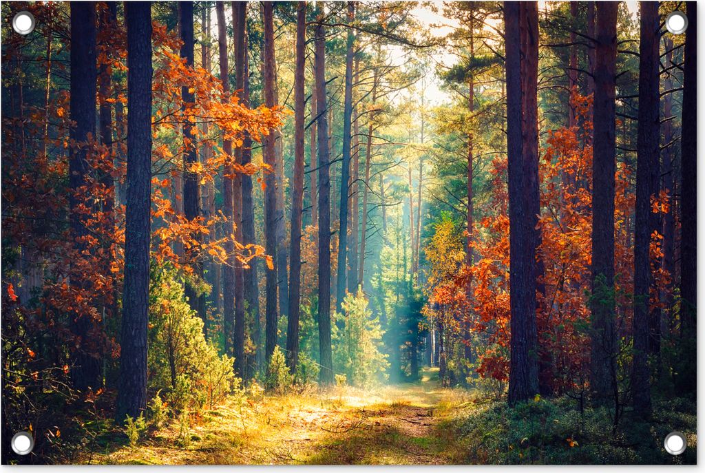 MuchoWow 60x40 cm Outdoor-Poster Gartendeko Sichtschutz Garten Poster für den Garten Wald - Sonne - Natur - Herbst