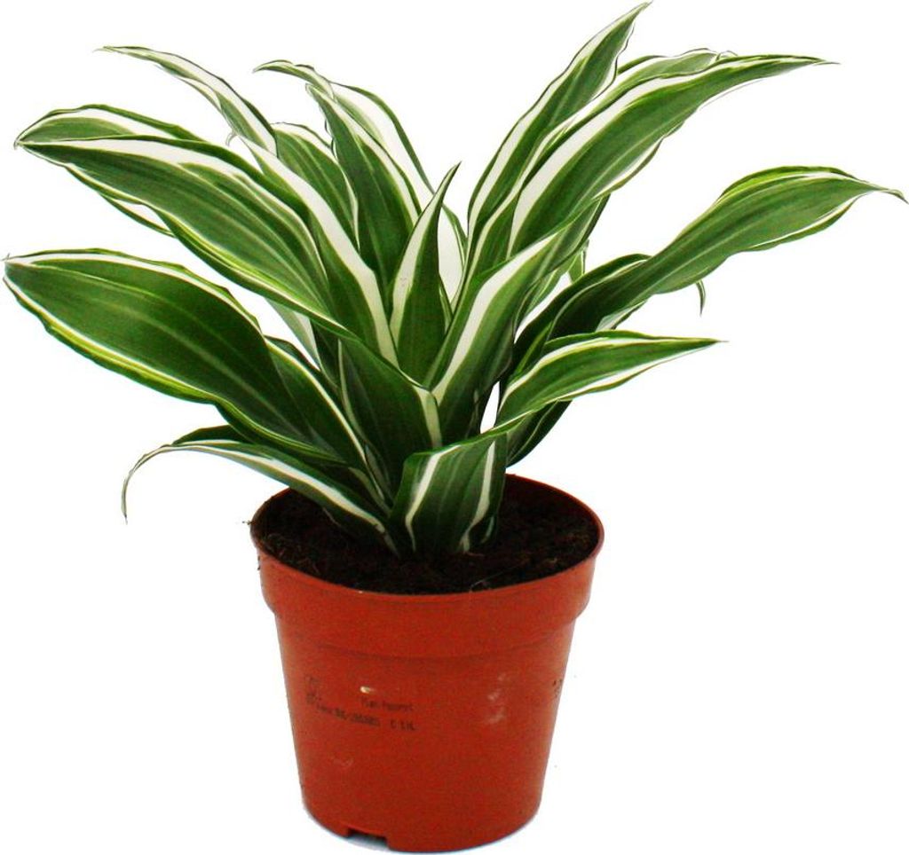 Drachenbaum -cfragrans White Jewel - 12cm Topf - weiß-grüne Blätter