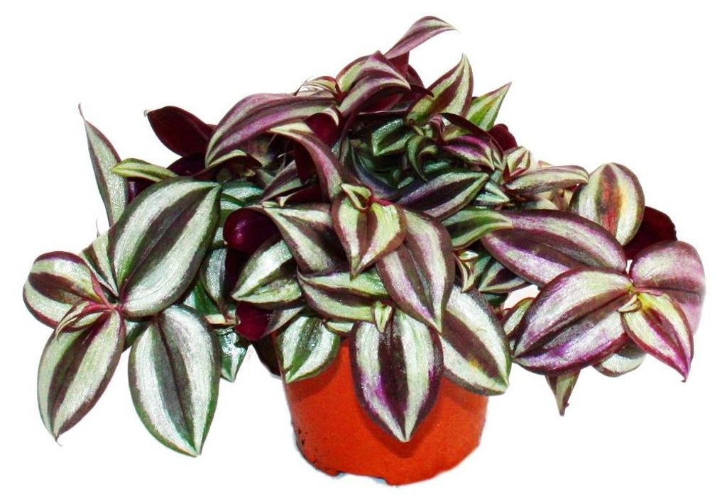 Exotenherz Dreimasterblume Tradescantia zebrina Produktbild 