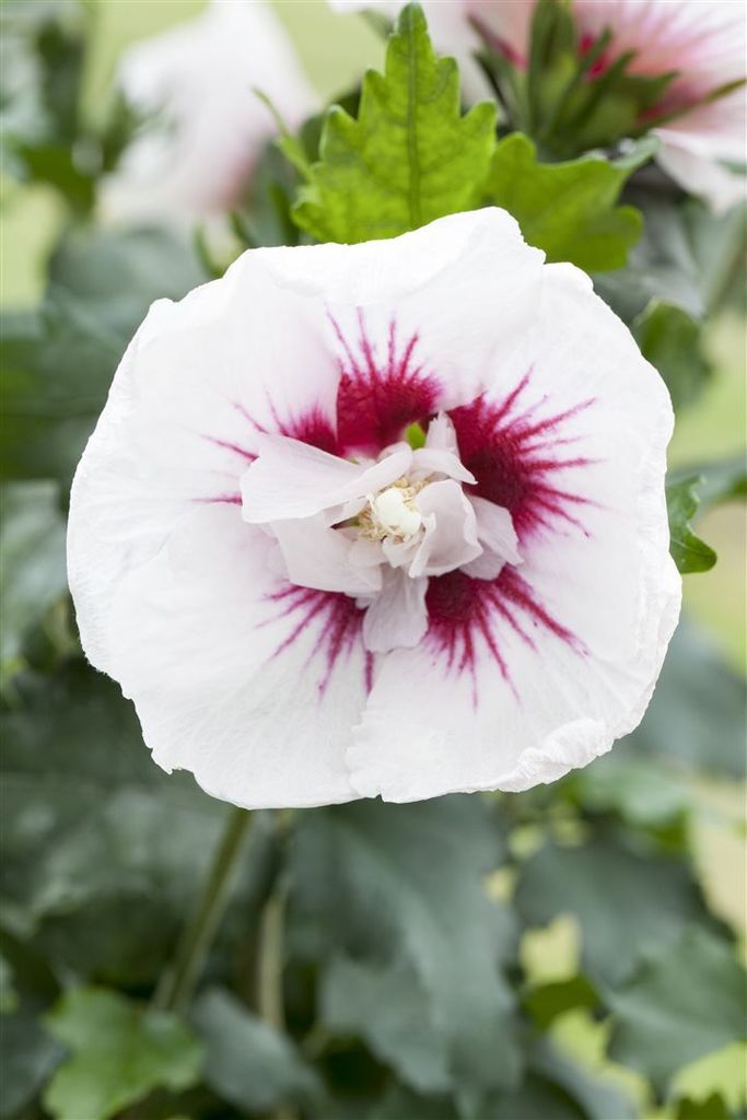 Hibiscus syriacus 'Lady Stanley', Roseneibisch, rosa-weiß, 60–80 cm