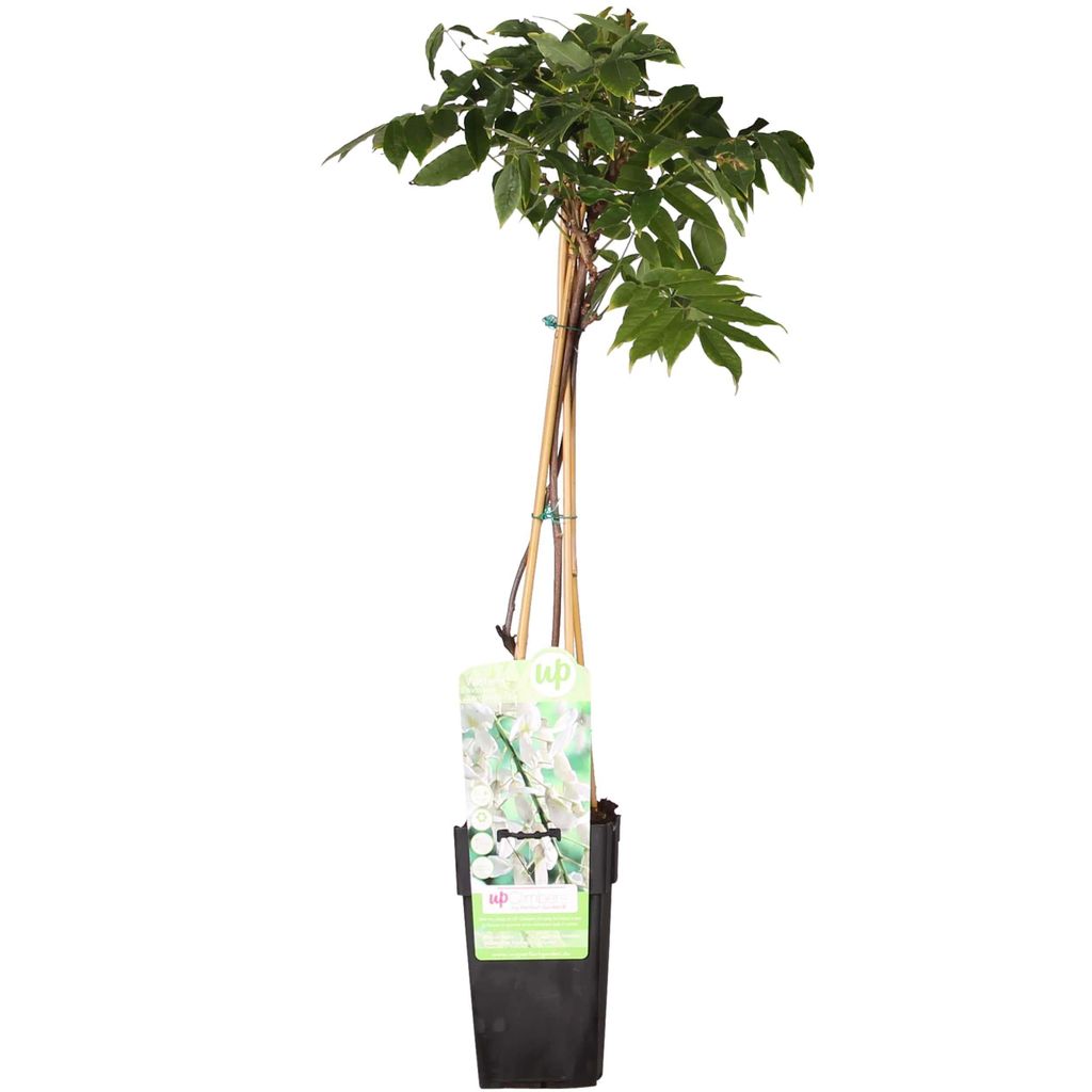 Wisteria floribunda Alba - witte blauwregen Productafbeelding 