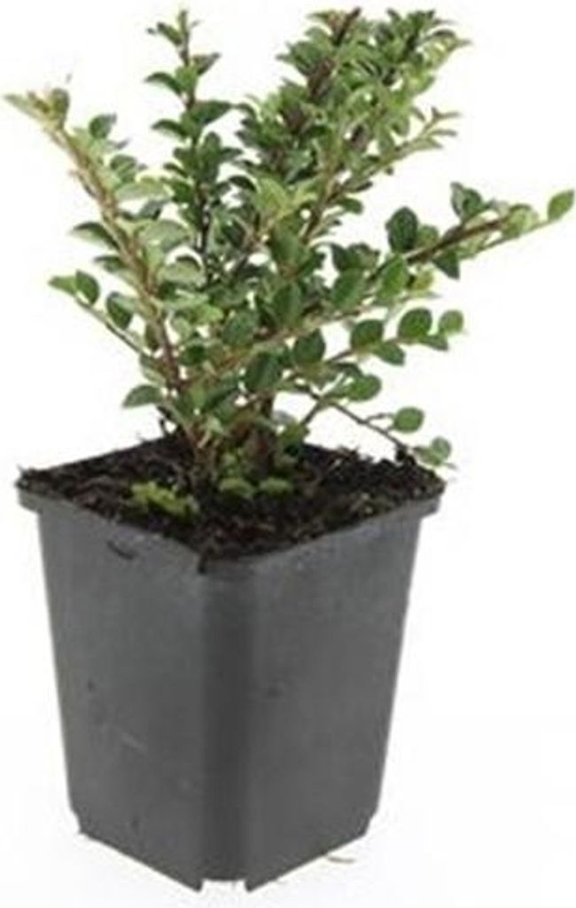 Bodendecker - Fächerzwergmispel - Cotoneaster horizontalis - 9cm Topf - Set mit 12 Pflanzen