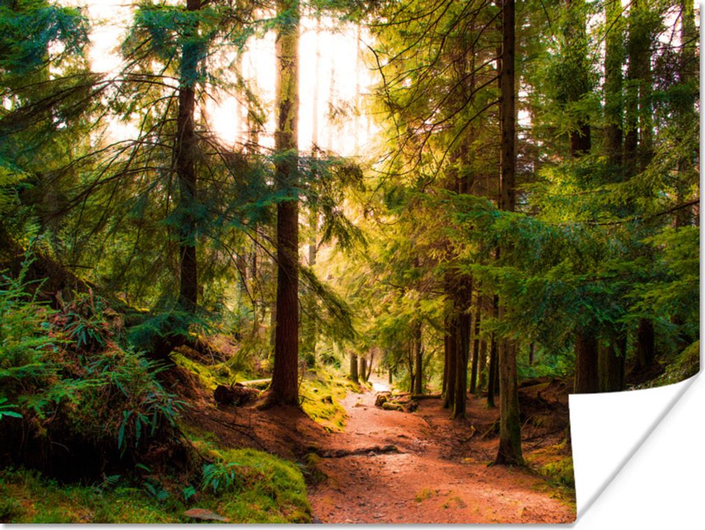 MuchoWow Poster Wald - Weg - Bäume - Grün - Sonne - Natur 80x60 cm - Kunst für zu Hause