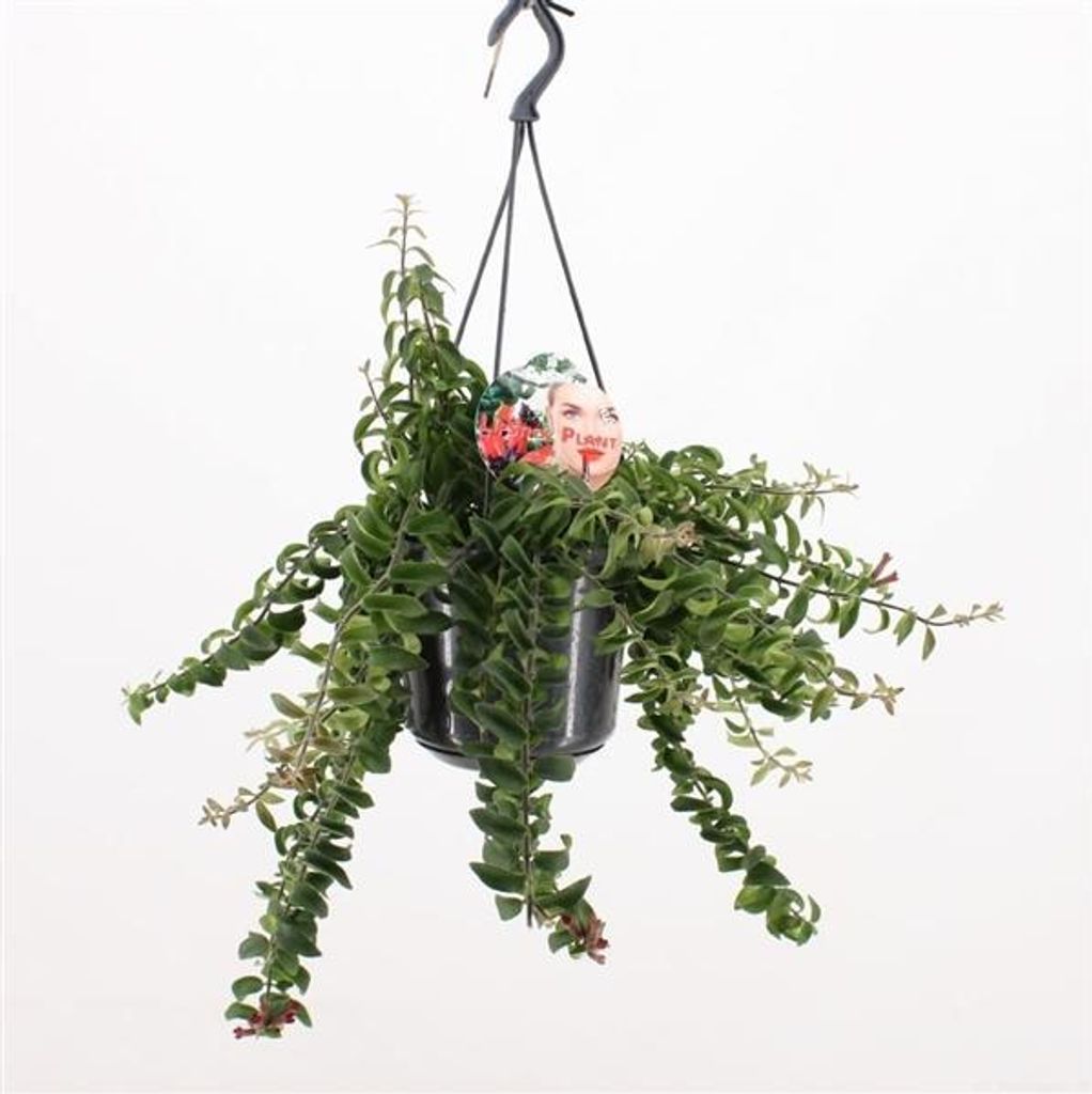 Aeschynanthus 'Twister' 50-70 cm - Hängende Schamblume | Lippenstiftpflanze | Pflegeleichte Ampelpflanze & Zimmerpflanze für Helle Standorte