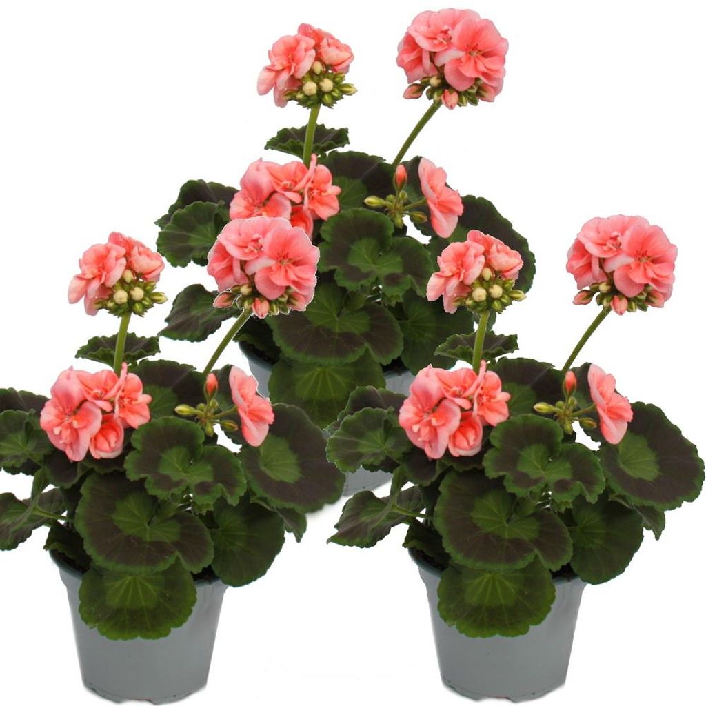Pelargónie vzpřímená – Pelargonium zonale – 12cm květináč – Obrázek produktu 
