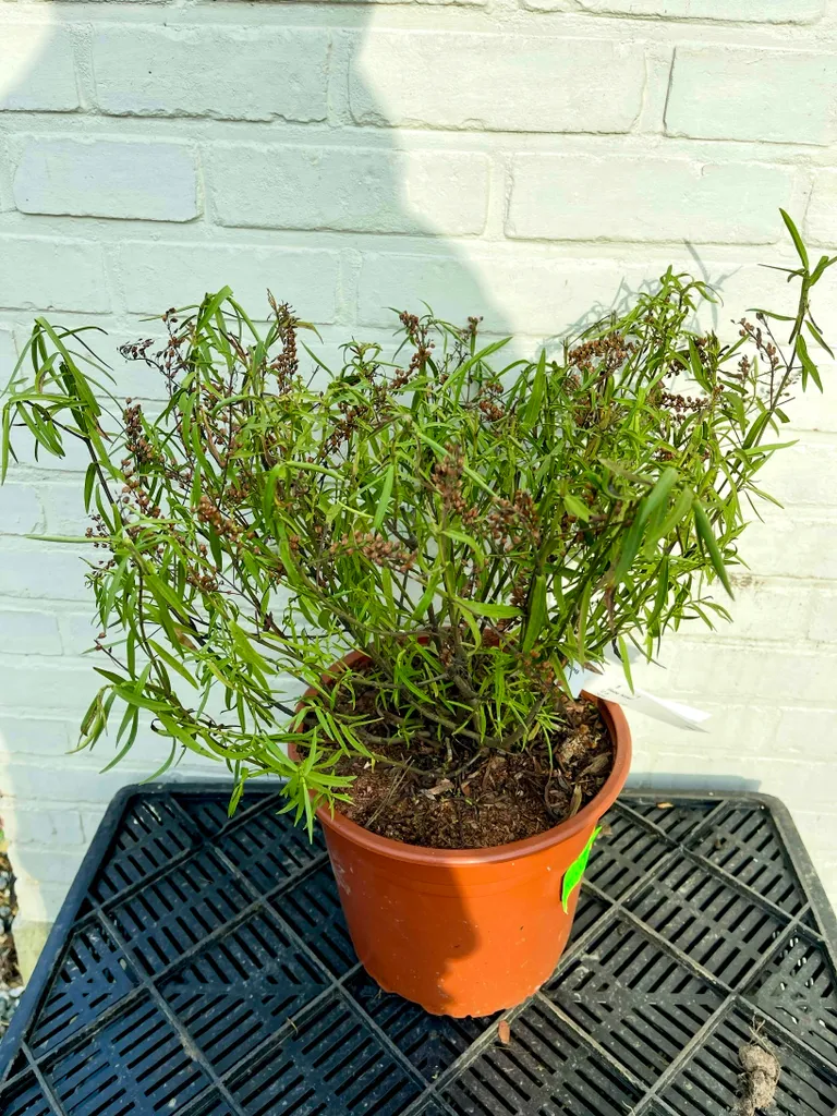 Hebe hybride Kirkii pour rocaille et balcon - Véronique en petit conteneur C5 cm