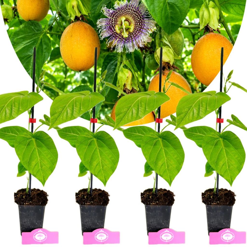 Set de 4 plantas de granadilla (Passiflora ligularis) – Imagen del producto 