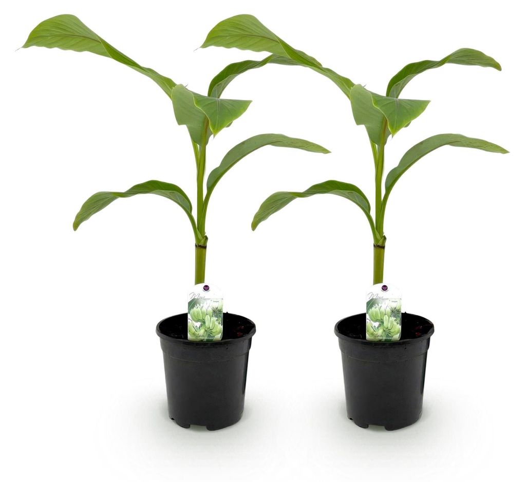GreenboutiQ - Obstpflanze - Bananenpflanze - Musa Basjoo - Winterhart - 2 Pflanzen - Topf 17cm Höhe 40cm