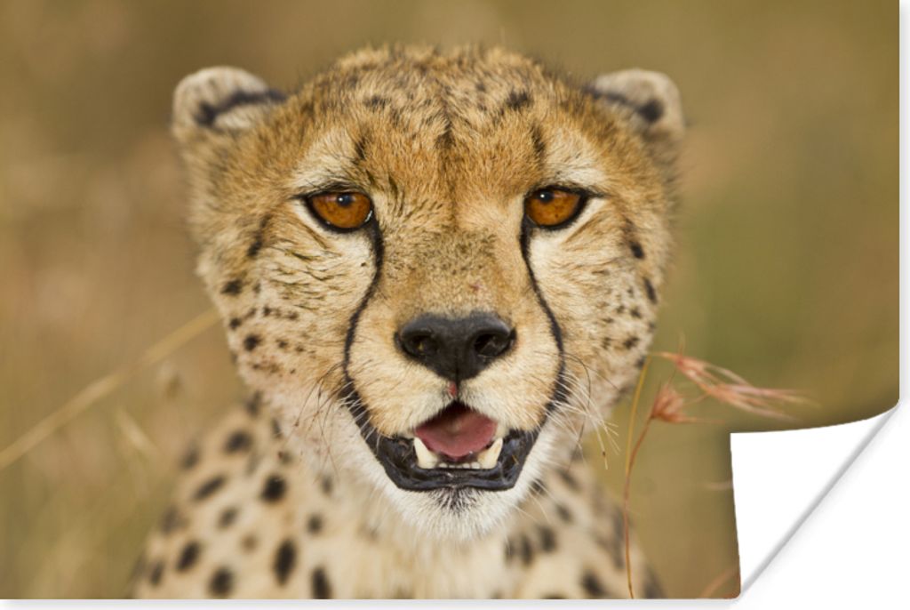 MuchoWow Poster Leopard - Kopf - Pflanzen 30x20 cm - Plakate - Print