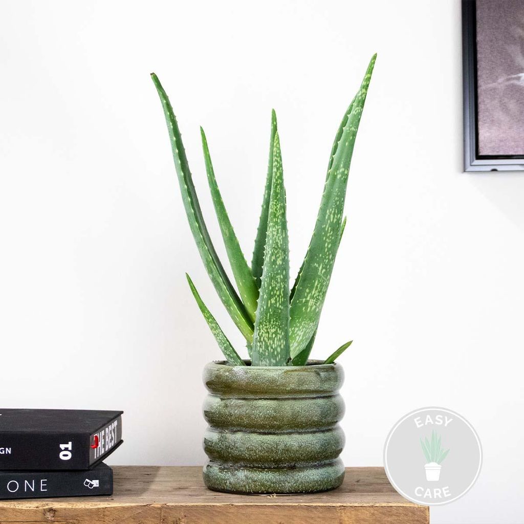 Bloomique Aloe Vera Pflanze 35-45 cm | Pflegeleicht