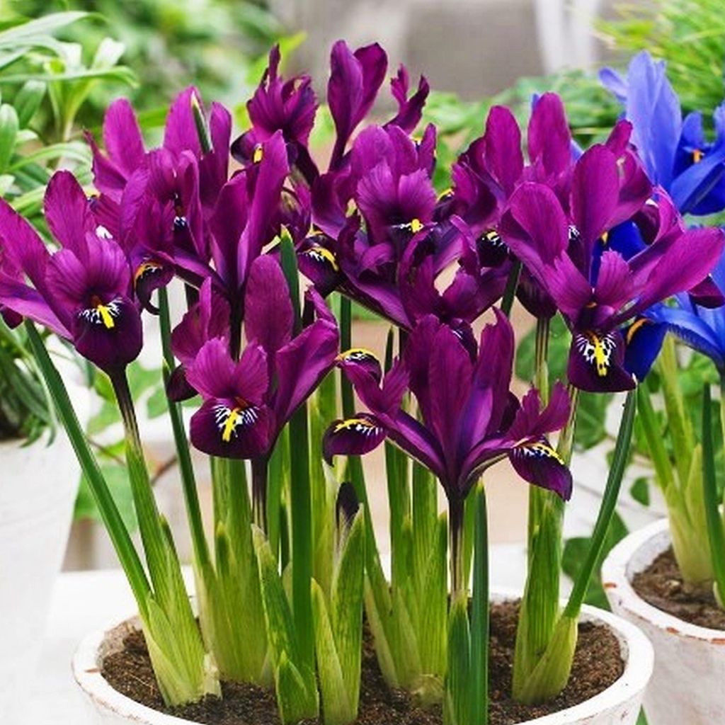 Iris Reticulata Kosaciec S.J Dijt 10 szt Irysy cebulki Zdjęcie produktu 