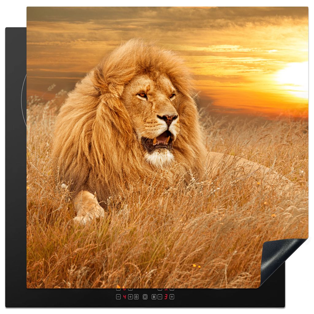KitchenYeah Herdabdeckplatte Löwe - Sonnenuntergang - Natur - Tier , 78x78cm, Küche Deko, Glaskeramikkochfeld Herdabdeckung, Abdeckplatte fùr ...