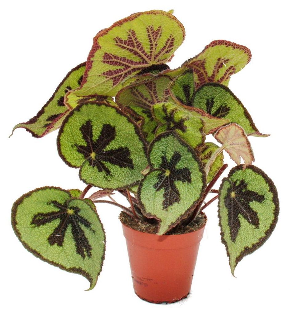 Blattbegonie – Begonia masoniana Mountain – braune Blätter mit Flecken – 15-cm-Topf
