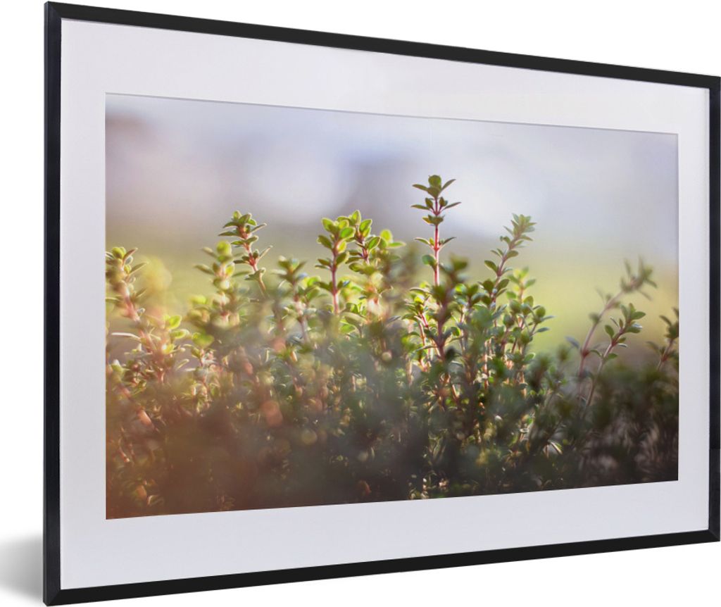 MuchoWow MuchoWow Gerahmtes Poster Wintersonnenlicht beleuchtet Thymianpflanzen in der Natur 60x40 cm - Poster mit zchwarzem Bilderrahmen - Sch...