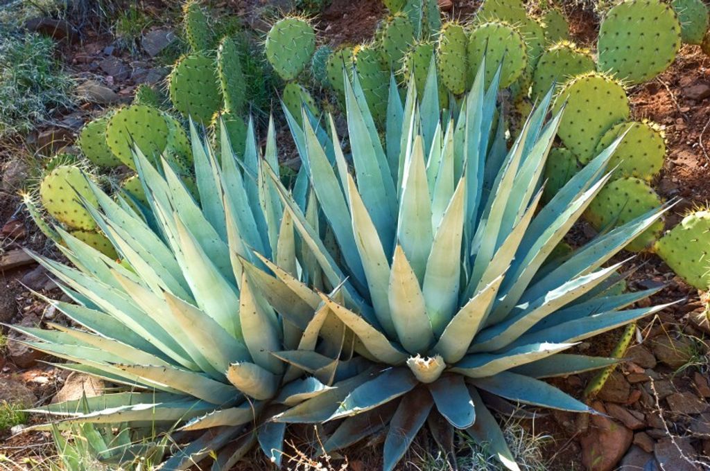 agave potatorum variegata Agave potatorum 'Snowfall – AceMegaSucculents main image 0